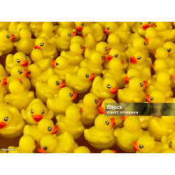 1PD 63 swimming pool toys...